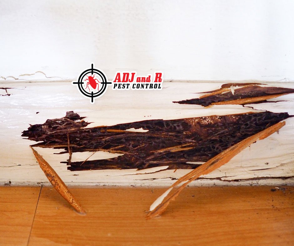 You may take specific measures to avoid a termite infestation in your house. 1 best pest control in Davao