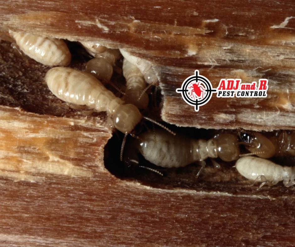 best pest control in Davao