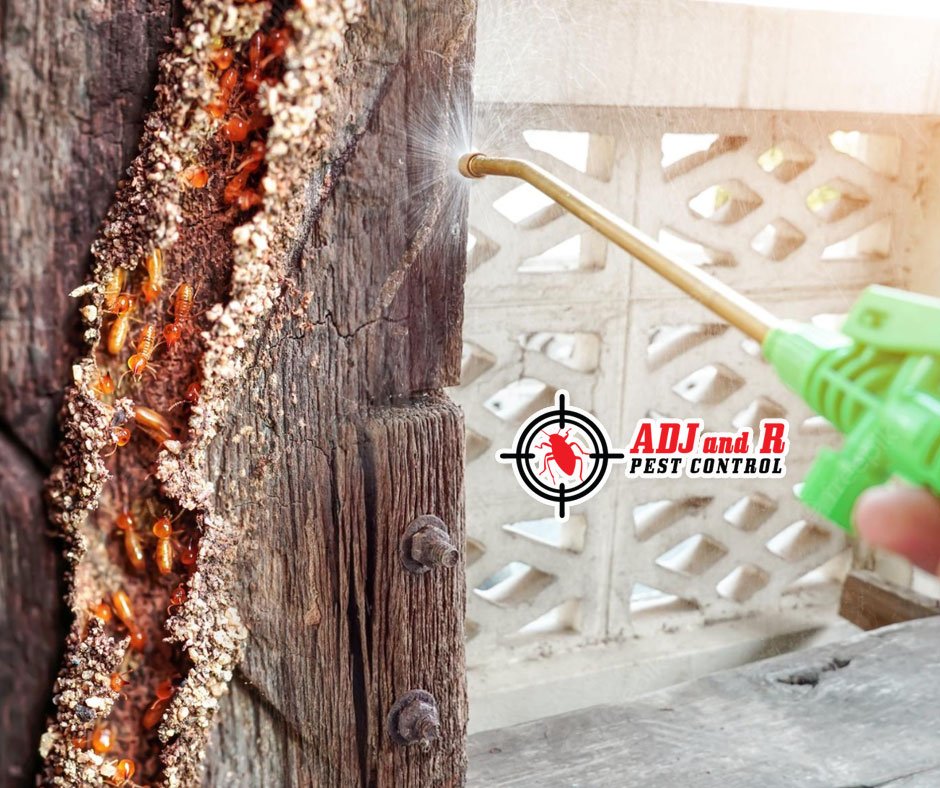 Simple Ways To Proof Your House Against Termites 1 best pest control in Davao