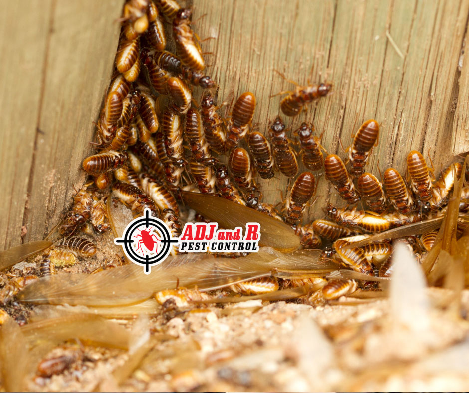 best pest control in Davao