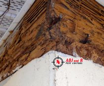 They know termites are awful, but they don’t know what remedies are best for them.