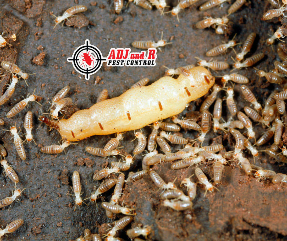 best pest control in Davao