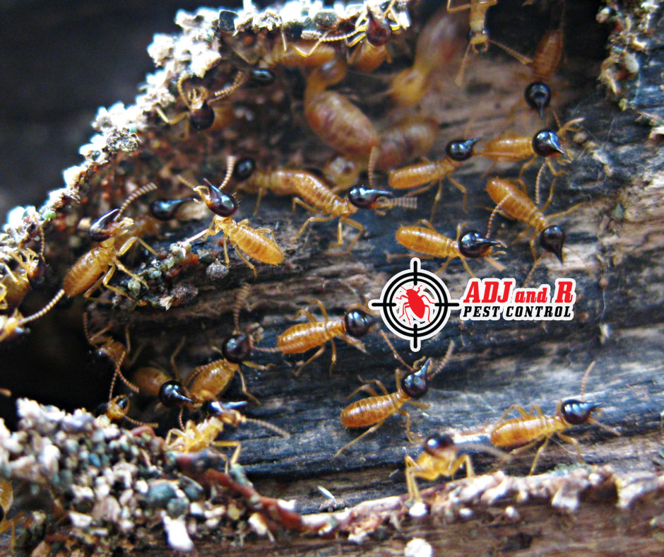 best pest control in Davao