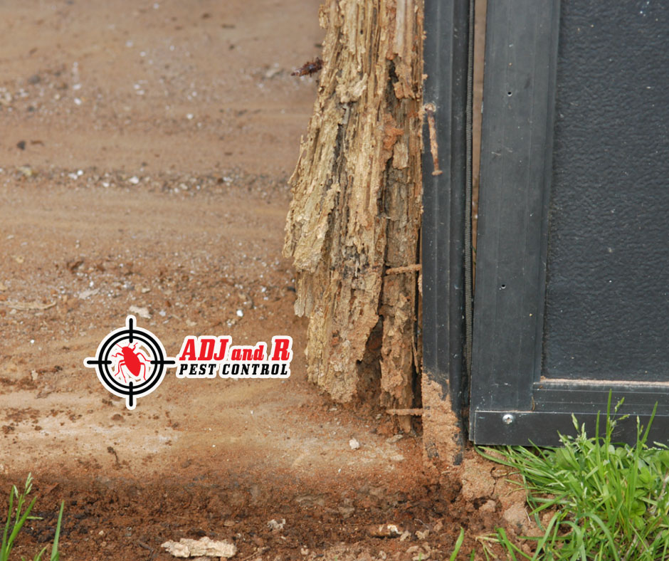 Are you already fed up with termite infestation? 1 best pest control in Davao