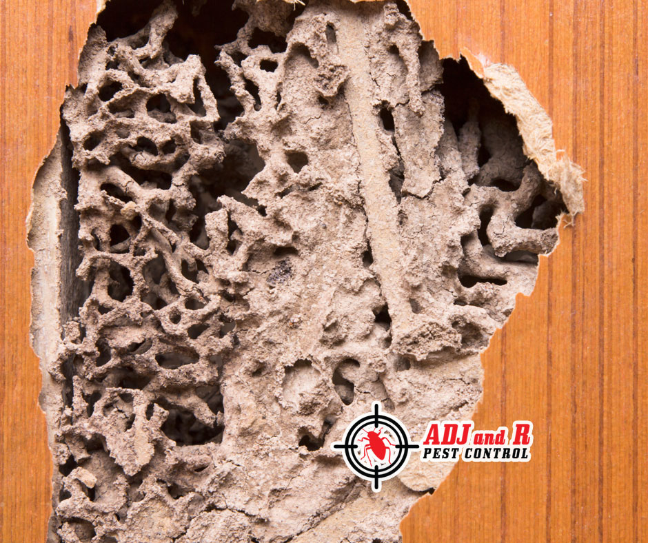 best pest control in Davao