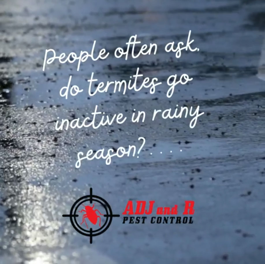 People often ask, do termites go inactive in rainy season? 1 best pest control in Davao