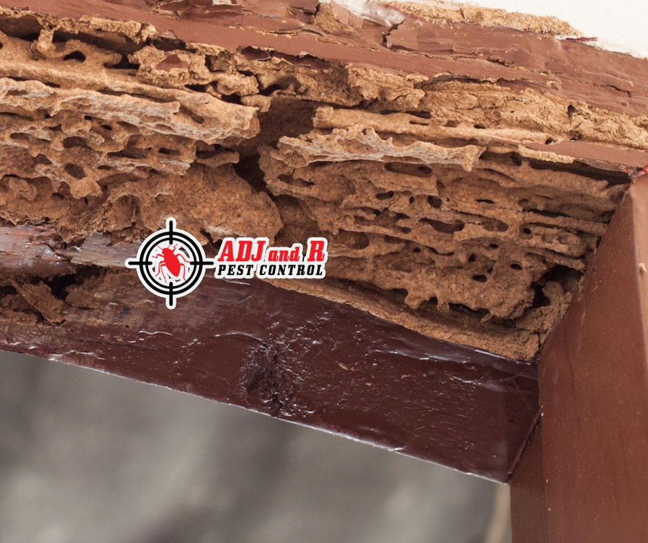 best pest control in Davao