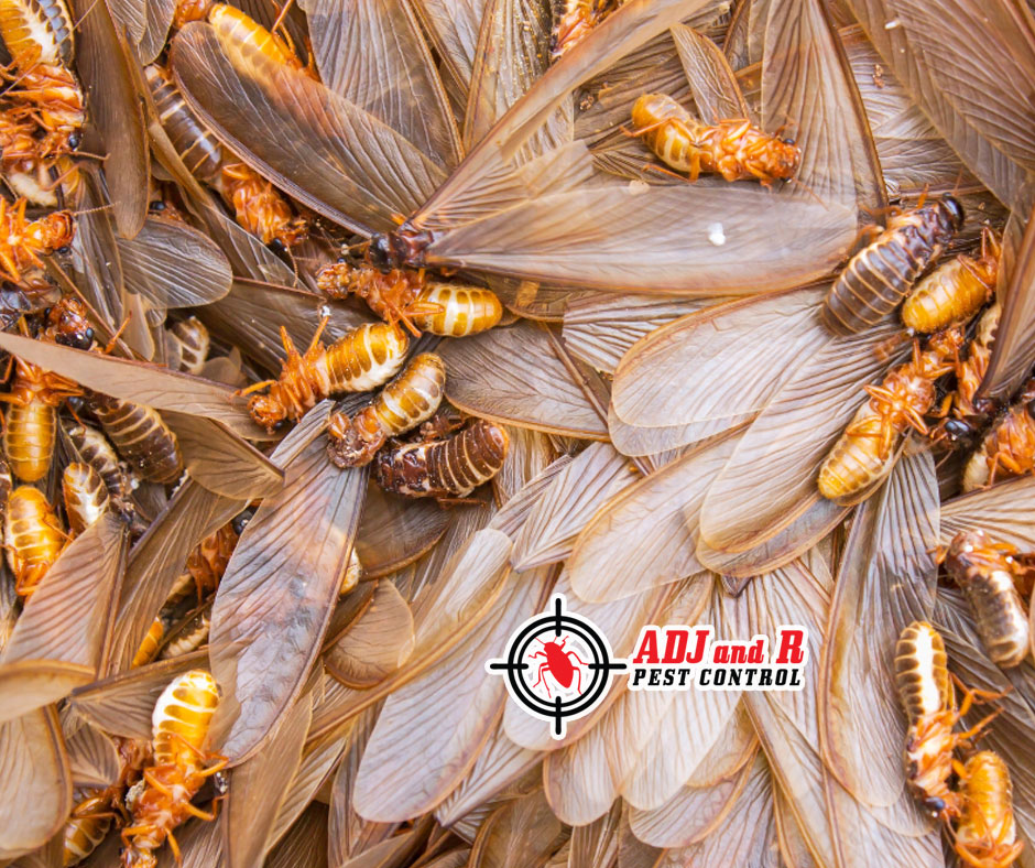 best pest control in Davao