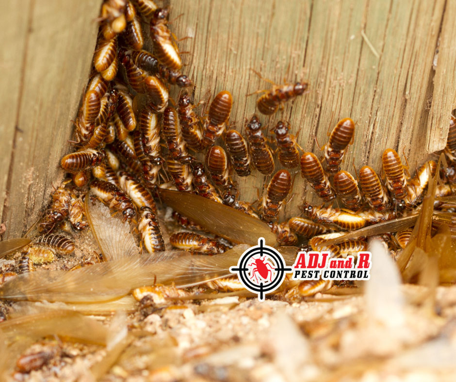 Spend less on termite repairs, and spend more on your home improvements. 1 best pest control in Davao