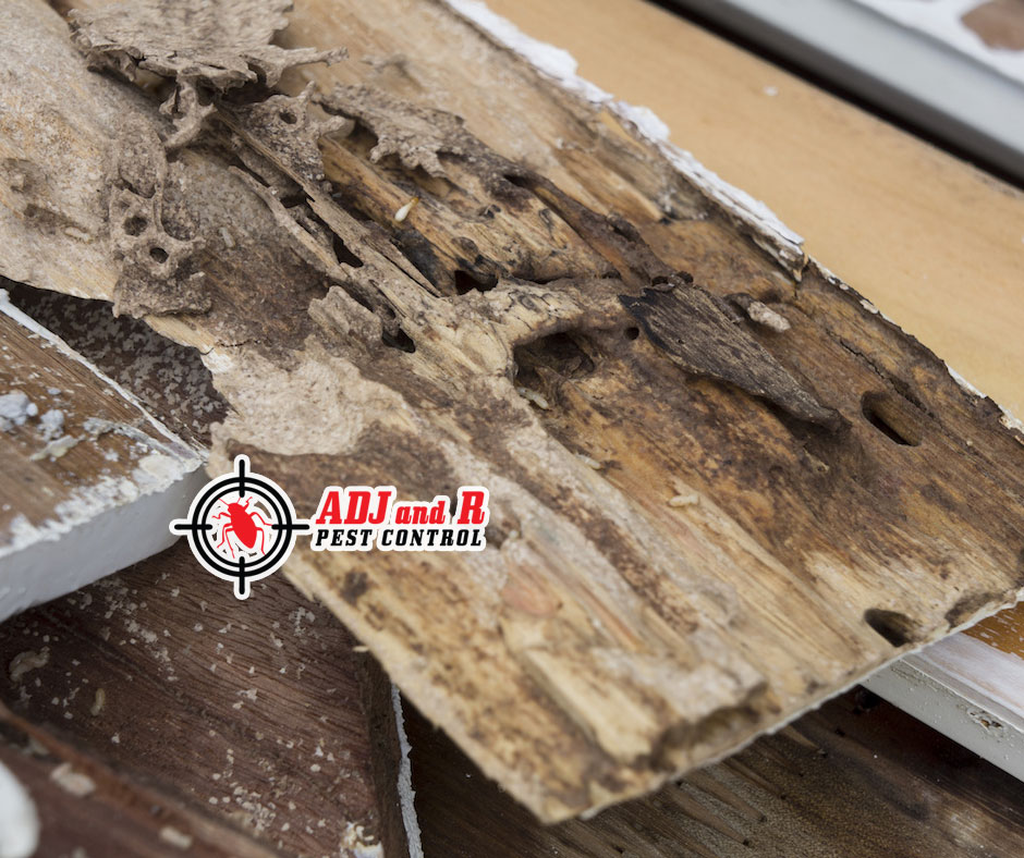 Termites are destructive pests that can cause serious damage to your home’s foundation and structure. 1 best pest control in Davao