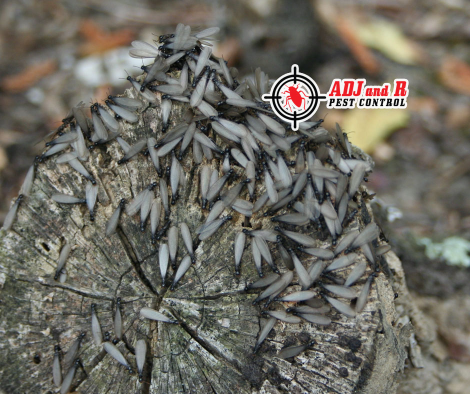 Need help getting rid of those pesky termites? 1 best pest control in Davao