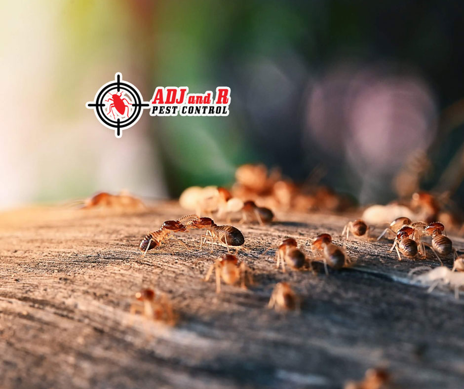 Our normally boring abode gets a much-needed dose of greenery in the form of trees and plants. 1 best pest control in Davao