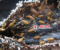 Know The Enemy: The Life Cycle Of A Termites in Davao