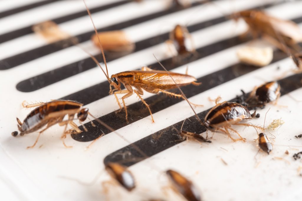 cockroaches infes 3 - ADJ and R Pest Control Services in Davao City