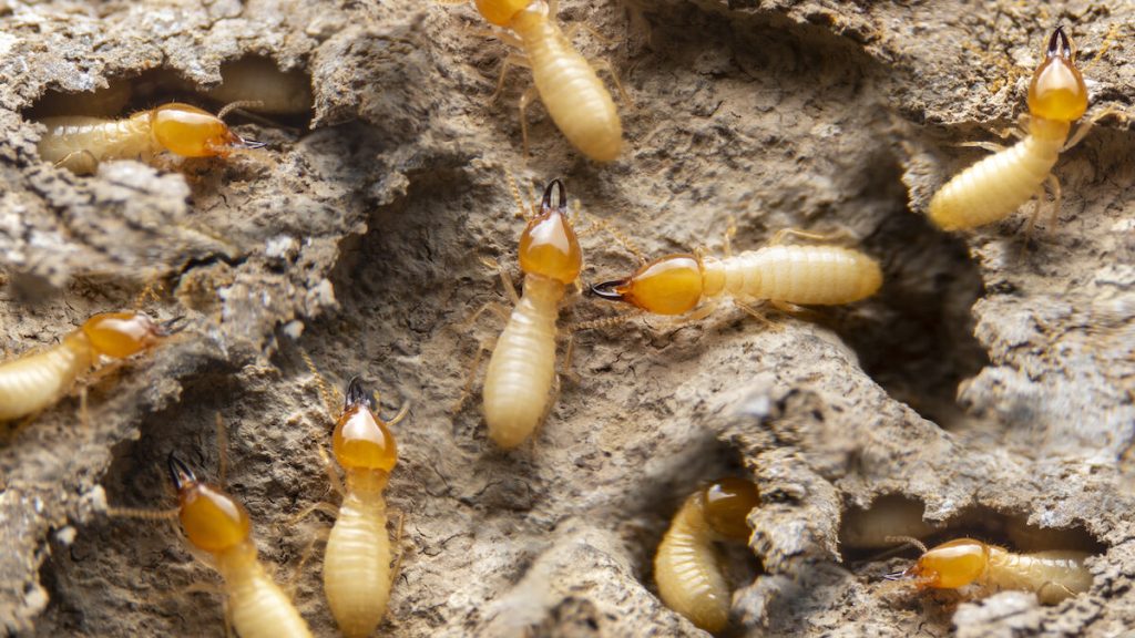 Surigao City 1 termites - ADJ and R Pest Control Services in Davao City