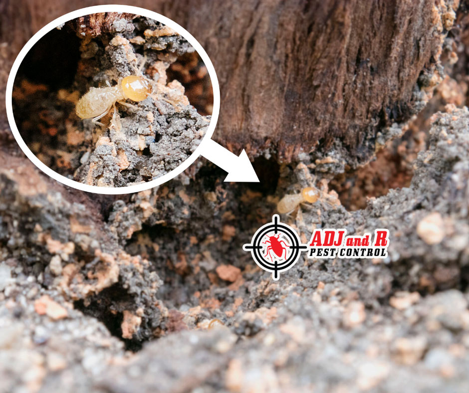Termites can ruin your home, business and life so let us take care of it. 1 best pest control in Davao