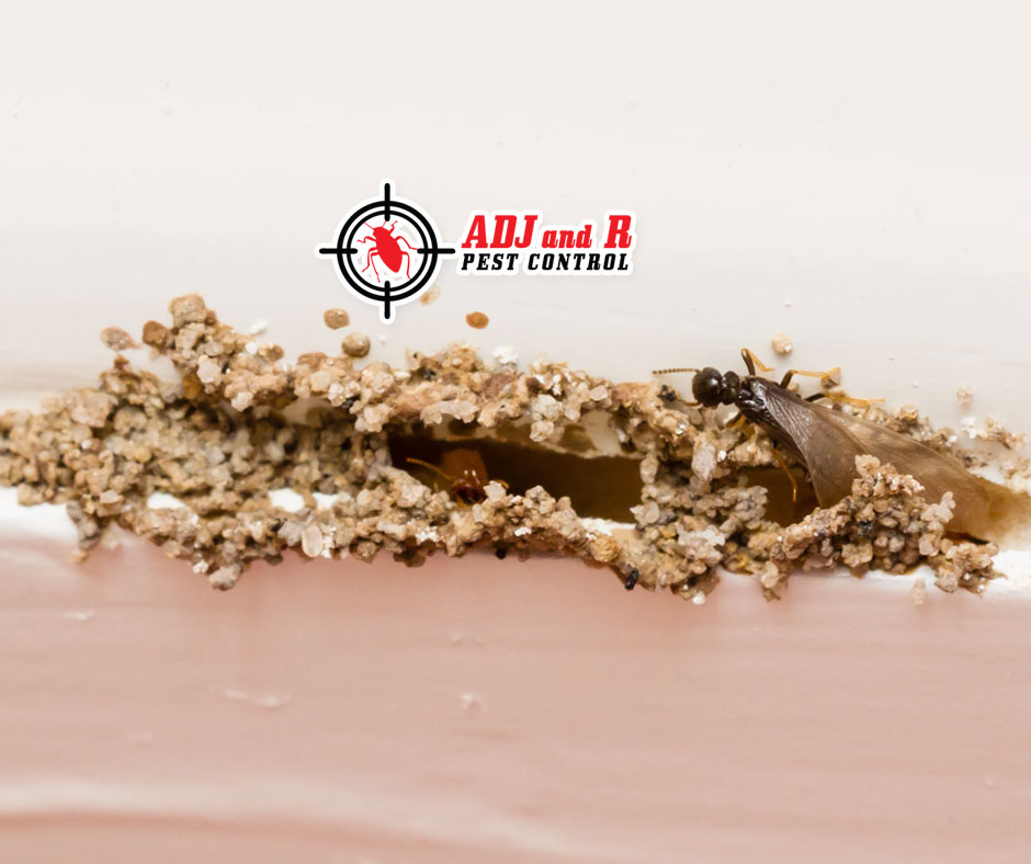 When a colony matures, indicators of activity become more evident. 1 best pest control in Davao