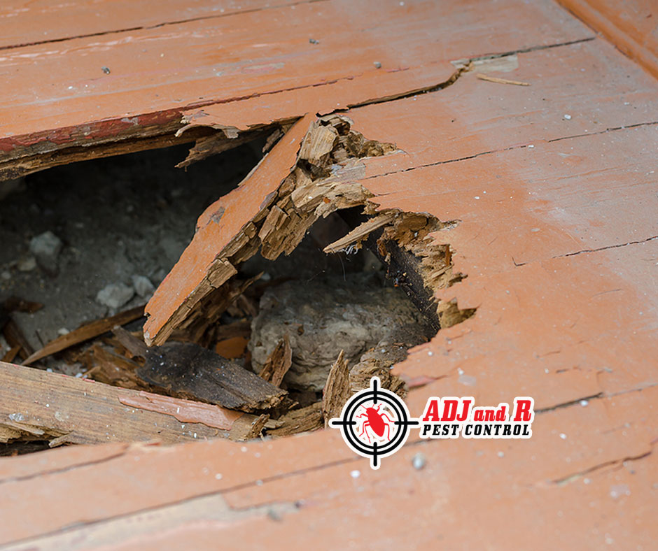 Termites are an unwelcome intruder in any structure 1 best pest control in Davao