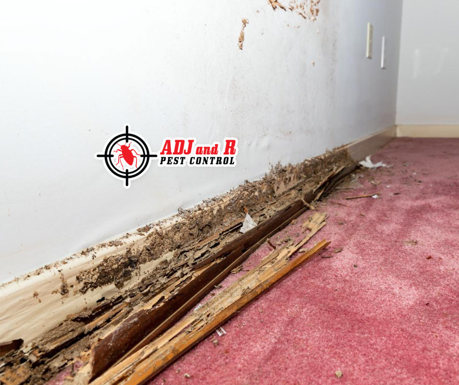 Don't let termites wreak havoc on your property 1 best pest control in Davao