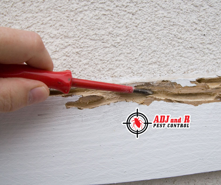 best pest control in Davao