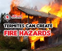 Termites chew through wood, which can create fire hazards