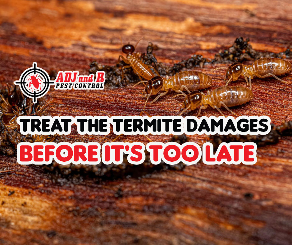 The longer a termite infestation goes untreated, the more expensive it will be to address. 1 best pest control in Davao