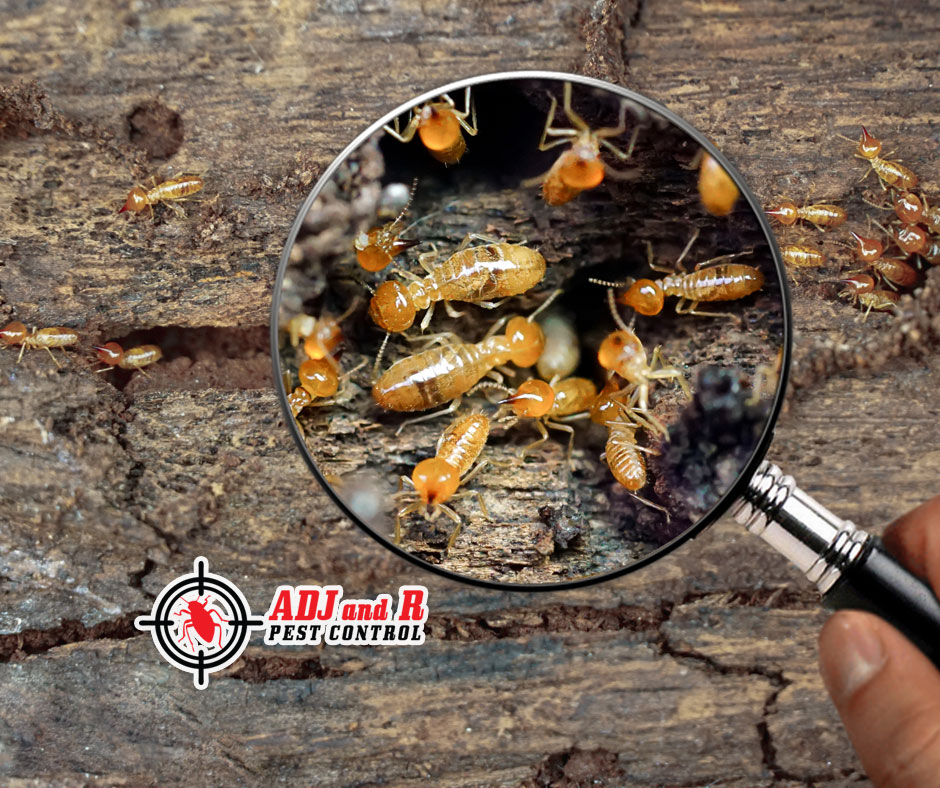best pest control in Davao