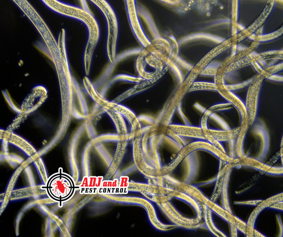 These nematodes infect and kill the termites by releasing bacteria inside their bodies. 1 best pest control in Davao