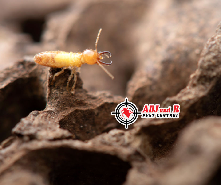 Don't let termites spoil your beautiful summer plans! 1 best pest control in Davao