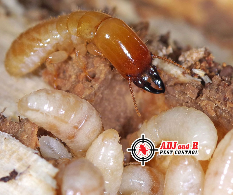 Say goodbye to termites and hello to a pest-free home. 1 best pest control in Davao