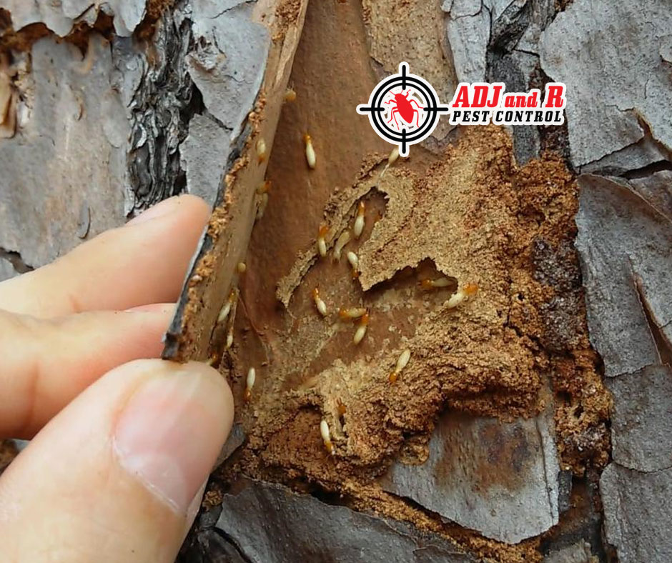 Termites never take a day off, and neither do we! 1 best pest control in Davao