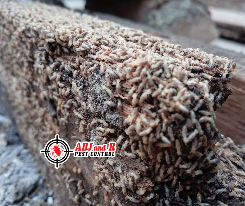 best pest control in Davao