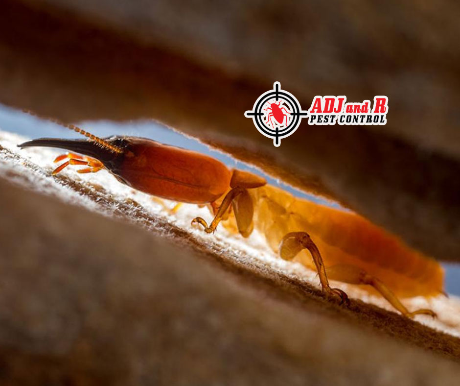 Termite control services that leave them nowhere to run! 1 best pest control in Davao