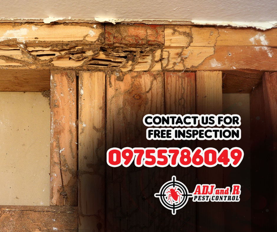Are unwanted pests becoming unwelcome guests in your living space? 1 best pest control in Davao