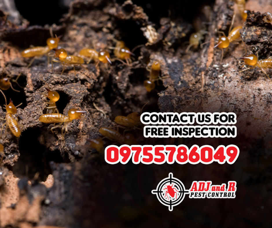 Safeguard Your Home with Expert Termite Pest Control Services! 1 best pest control in Davao