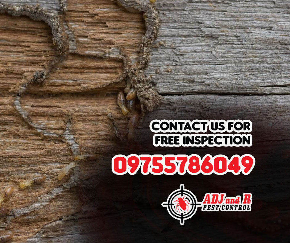 Don't ignore the signs of a termite infestation! 1 best pest control in Davao