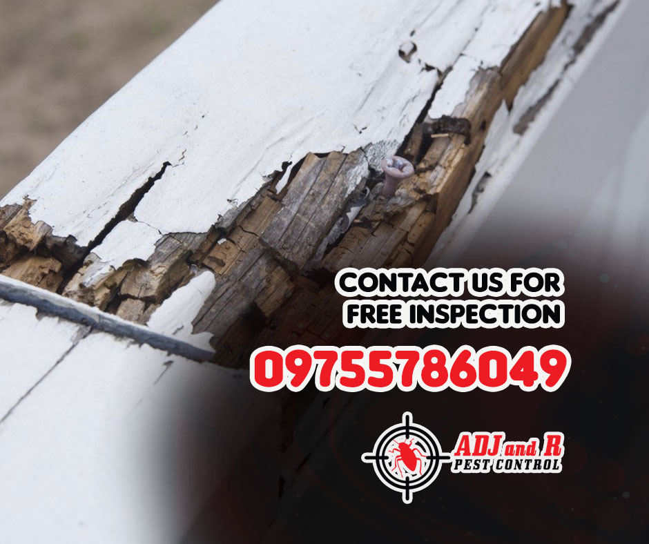 Your home is your castle, and we're here to fortify its defenses against termites! 1 best pest control in Davao
