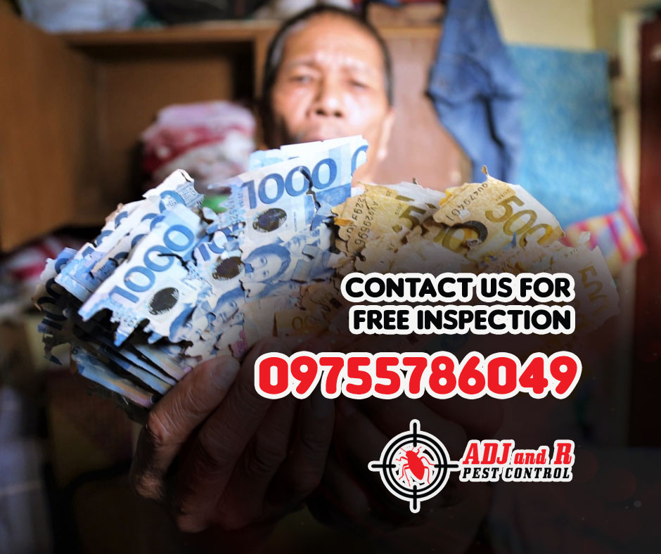 It's a stark reminder that these pests can chew through more than just wood. 1 best pest control in Davao
