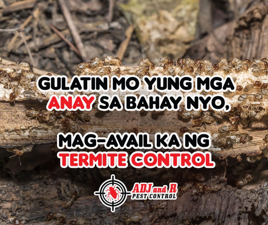 Termites can cause serious damage to your home 1 best pest control in Davao