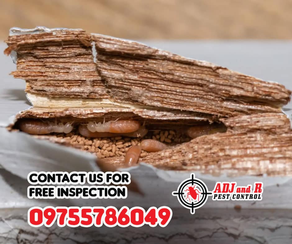 Termites are no laughing matter, but sometimes you gotta laugh to keep from crying. 1 best pest control in Davao