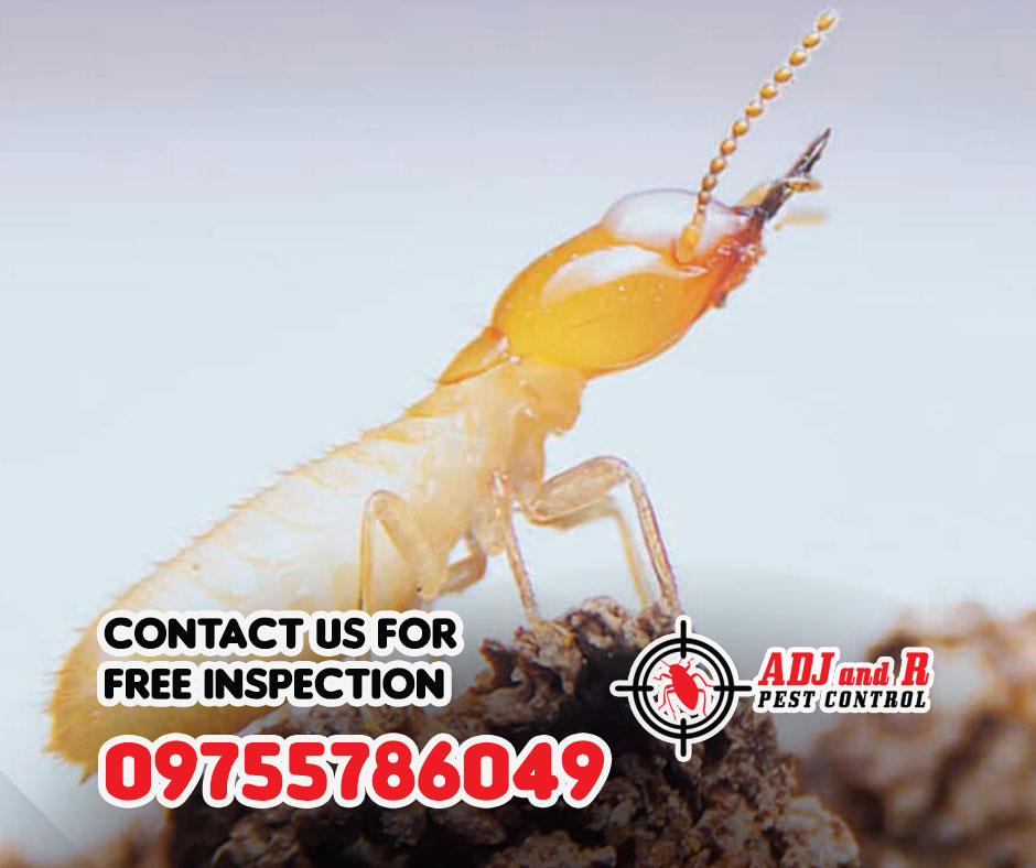 Termites are like ninjas: they're stealthy, they're silent, and they can cause a lot of damage 1 best pest control in Davao