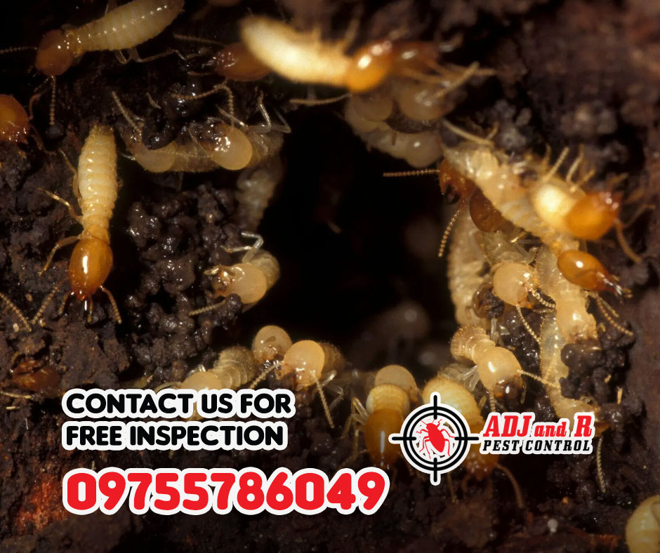 Say goodbye to the termite tyranny and hello to a pest-free paradise! 1 best pest control in Davao