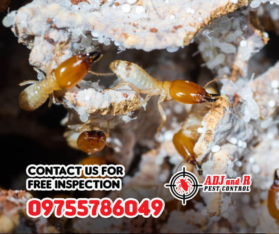 They chew through wood, have dance-offs in your walls, and throw wild parties in your attic! 1 best pest control in Davao