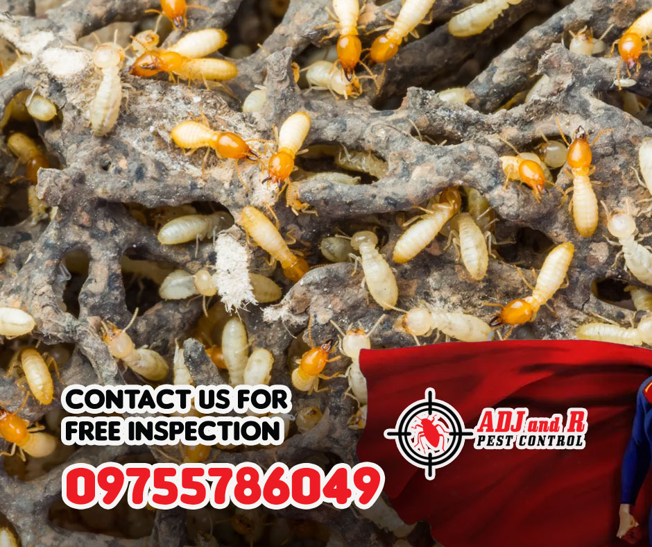 Termite invasion? Time to put on our superhero capes and save the day! 1 best pest control in Davao