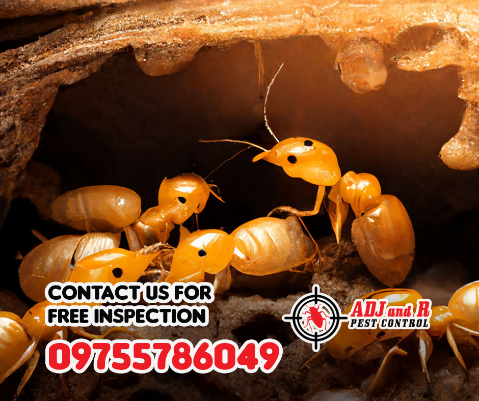 While we all appreciate little visitors, some tend to overstay their welcome... 1 best pest control in Davao