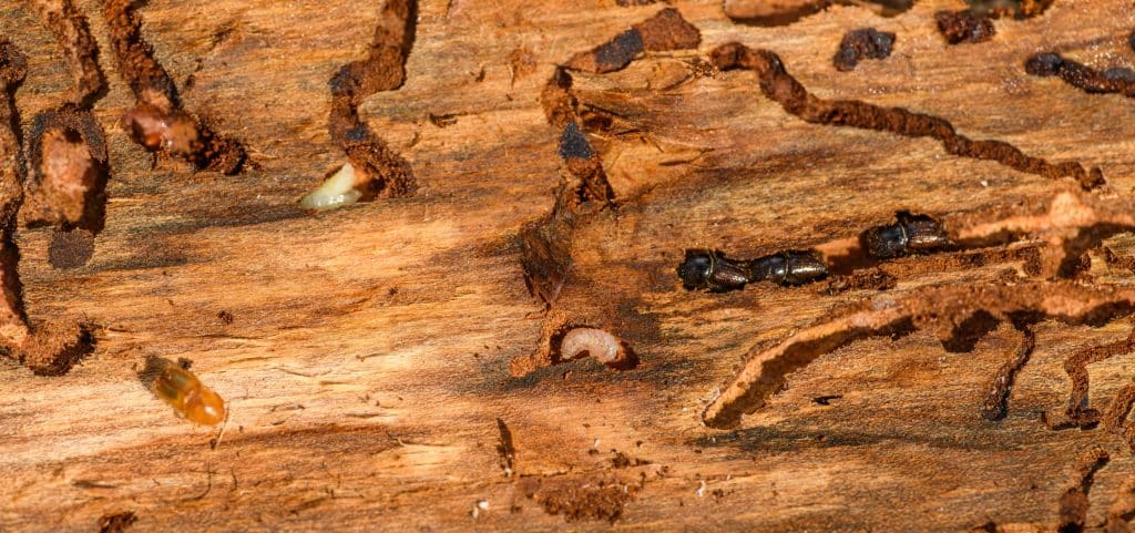 Termite Prevention and Control - ADJ and R Pest Control Services in Davao City