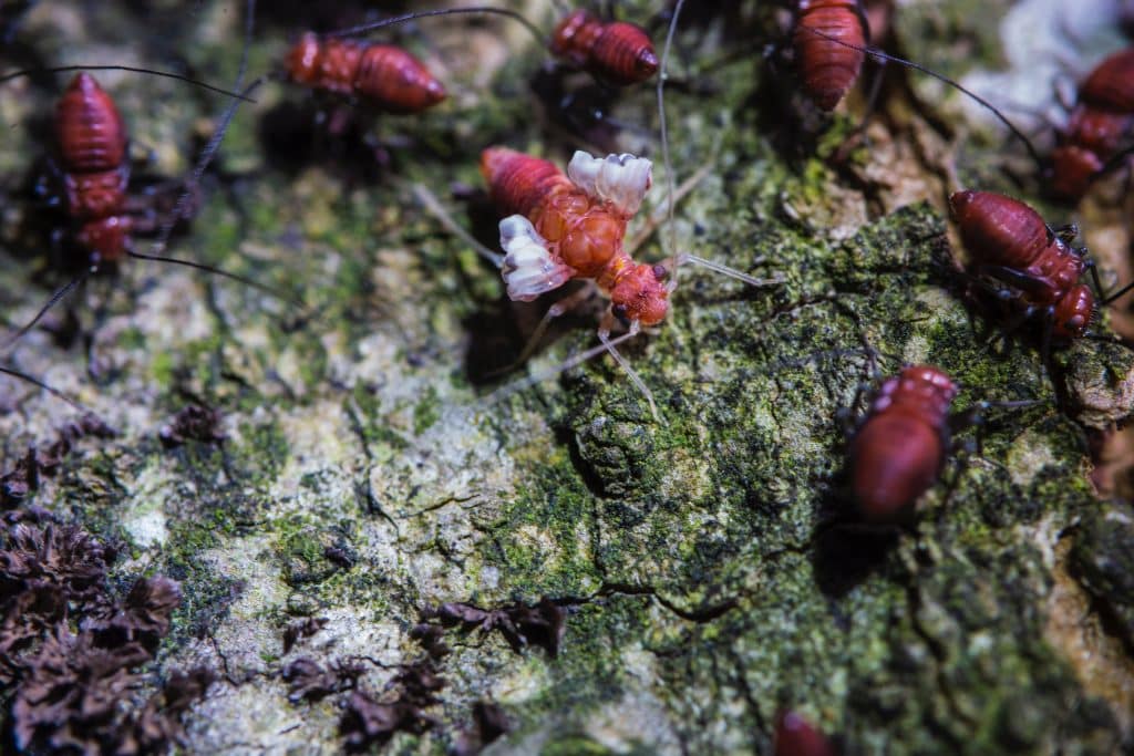 Termites in Davao - ADJ and R Pest Control Services in Davao City