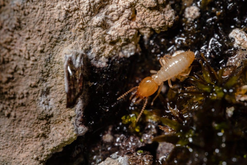 Termite Control Solutions for Davao City - ADJ and R Pest Control Services in Davao City