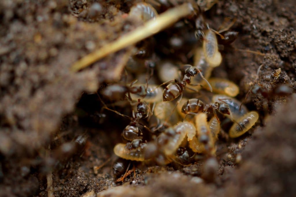 Termite Damage - ADJ and R Pest Control Services in Davao City