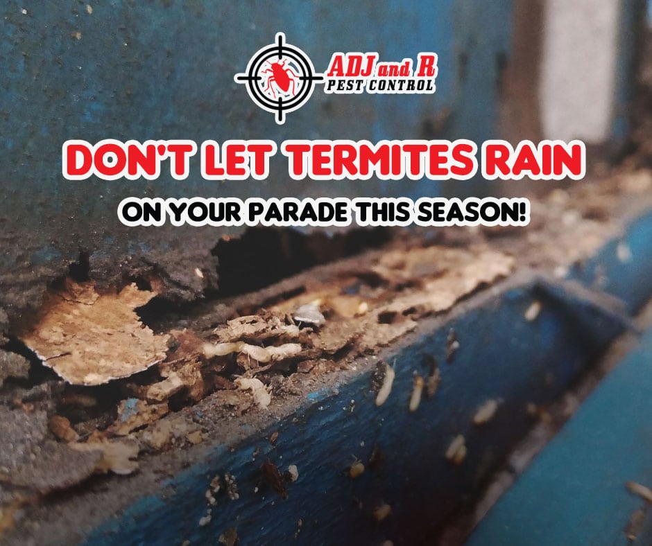 Don't Let Termites Rain on Your Parade This Season! 1 best pest control in Davao